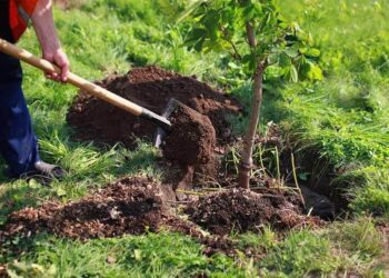 ДЕНДРОСАЯБАҚТА ГЕНДІК ҚОР КӨЛЕМІ ҰЛҒАЮДА