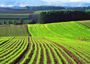 ПАЙДАЛАНЫЛМАЙТЫН АУЫЛ ШАРУАШЫЛЫҒЫ ЖЕРЛЕРІНІҢ БАРЛЫҒЫ МЕМЛЕКЕТКЕ ҚАЙТАРЫЛДЫ