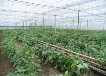 Түркістан облысы шағын кәсіпкерлікті дамытудан көш бастап тұр