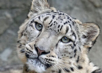 «КӨЛСАЙ КӨЛДЕРІ» ҰЛТТЫҚ ПАРКІНДЕ ҚАР БАРЫСЫ ФОТОҚАҚПАНҒА ТҮСІП ҚАЛДЫ