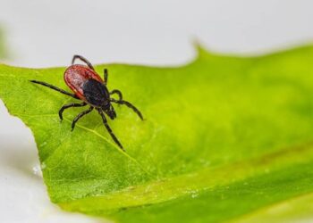 ҚЫРЫМ ҚАНДЫ БЕЗГЕГІН ҚОЗДЫРУШЫ КЕНЕМЕН КҮРЕС ШАРАЛАРЫ КҮШЕЙТІЛЕДІ