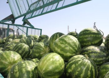 МАҚТААРАЛДА 200 МЫҢ ТОННАҒА ҚАУЫН — ҚАРБЫЗ ӨСІРІЛДІ