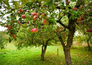 КЕНТАУ ҚАЛАСЫНДАҒЫ ТӘЛІМБАҚТЫ ҚАЛПЫНА КЕЛТІРУ МӘСЕЛЕСІ НАЗАРҒА АЛЫНДЫ