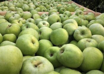 ТАУЛЫ АЙМАҚТА АУЫЛ ШАРУАШЫЛЫҒЫ ӨРКЕНДЕУДЕ