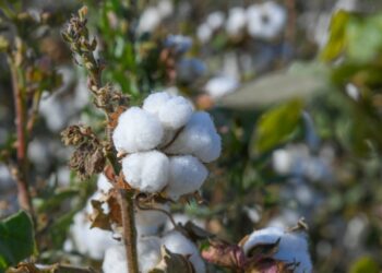 БИЫЛ ШИТТІ МАҚТАНЫҢ БАҒАСЫ 400 ТЕҢГЕ БОЛАДЫ ДЕП БОЛЖАНЫП ОТЫР