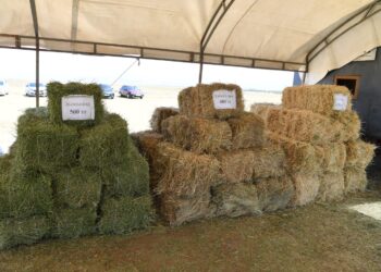 ТҮРКІСТАНДА «ЖАСЫЛ ҚАЗАҚСТАН» ҰЛТТЫҚ ЖОБАСЫ СӘТТІ ЖҮЗЕГЕ АСЫРЫЛЫП ЖАТЫР