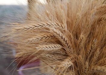 ТҮРКІСТАН ОБЛЫСЫНДА АСТЫҚ ОРУ НАУҚАНЫ АЯҚТАЛУҒА ЖАҚЫН