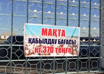 ТҮРКІСТАН ОБЛЫСЫНДА МАҚТАНЫҢ ТОННАСЫ 370 МЫҢ ТЕҢГЕДЕН ҚАБЫЛДАНЫП ЖАТЫР