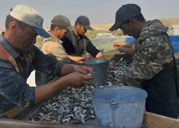 ШАРДАРА СУ ҚОЙМАСЫНА 550 МЫҢДАЙ БАЛЫҚ ШАБАҚТАРЫ ЖІБЕРІЛЕДІ