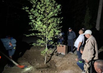 ҚОС АЛЫП ТҰЛҒАНЫҢ АҒАШТАРЫ ЖАҢАРДЫ