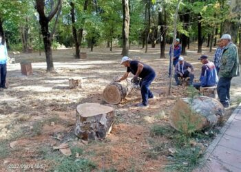 Д.ҚОНАЕВ ПЕН Ы.ЖАҚАЕВ ОТЫРҒЫЗҒАН ШЫНАР АҒАШТАРЫ ҚАЙТА ЖАҢАРАДЫ