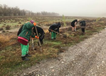 3000-ҒА ЖУЫҚ АҒАШ ОТЫРҒЫЗЫЛДЫ