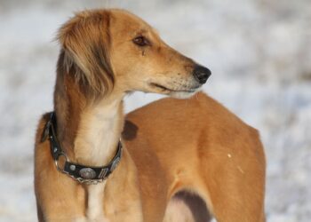 ҚАЗАҚЫ ИТ ТҰҚЫМДАРЫНЫҢ СТАНДАРТЫ БЕКІТІЛДІ