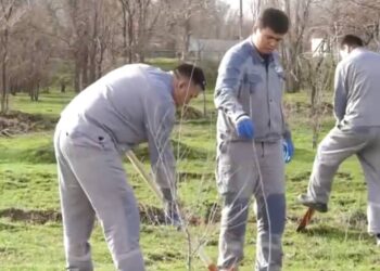 АЯЛЫ АҒАШ — САЯЛЫ