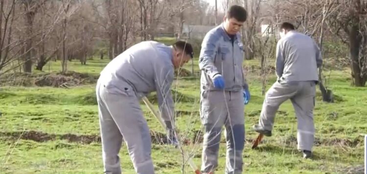 АЯЛЫ АҒАШ — САЯЛЫ