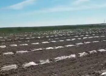 ШАРДАРАДА 1000 ГЕКТАРҒА ЖУЫҚ ҚАРБЫЗ КӨШЕТІ ҮСІП КЕТТІ