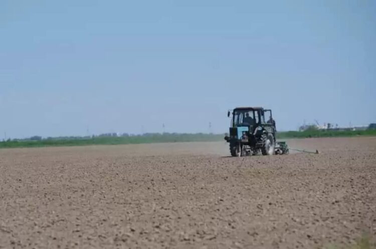 МАҚТААРАЛДА 33 МЫҢ ГЕКТАР ЖЕРГЕ МАҚТА ЕГІЛДІ