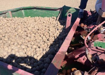 ФОРВАРДТЫҚ КЕЛІСІМ КӨКӨНІС ӨНІМДЕРІН ТҰРАҚТЫ ҰСТАП ТҰР