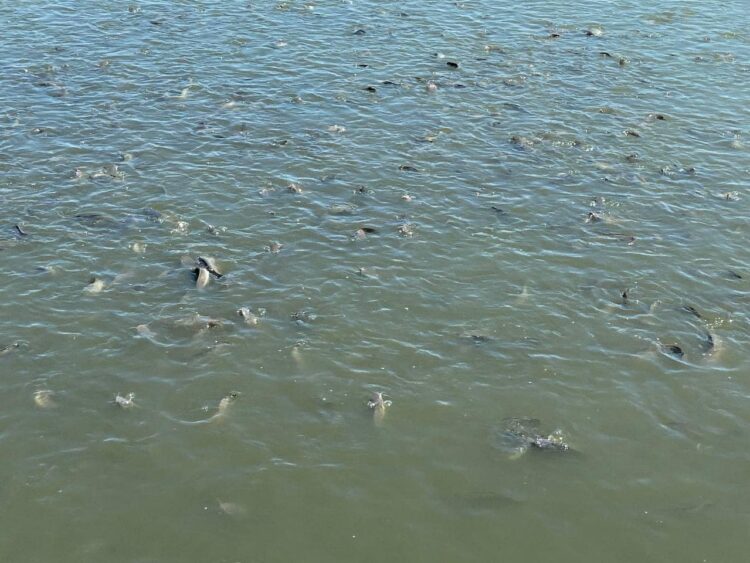 ТҮРКІСТАН ОБЛЫСЫ БАЛЫҚ ӨНДІРУДЕН КӨШ БАСТАП ТҰР