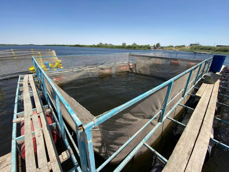 ТҮРКІСТАН ОБЛЫСЫ БАЛЫҚ ӨНДІРУДЕН КӨШ БАСТАП ТҰР