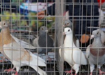 ХАЛЫҚАРАЛЫҚ «КӨГЕРШІНДЕР» КӨРМЕСІ ӨТТІ