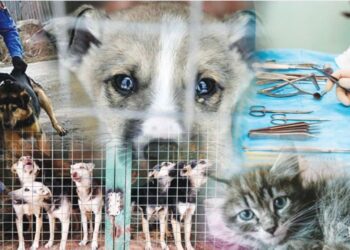 ҚАҢҒЫБАС ИТ-МЫСЫҚТАР ЕНДІ БАСПАНАЛЫ БОЛАДЫ