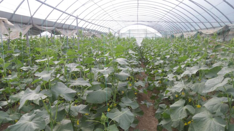 ЕҢБЕКТІҢ ЖЕМІСІН ЖЫЛЫЖАЙДАН ТАПҚАН