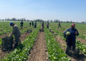МАҚТААРАЛДЫҚ ДИҚАНДАР ҚЫРЫҚҚАБАТТЫҢ АЛҒАШҚЫ ӨНІМІН ЭКСПОРТҚА ШЫҒАРА БАСТАДЫ