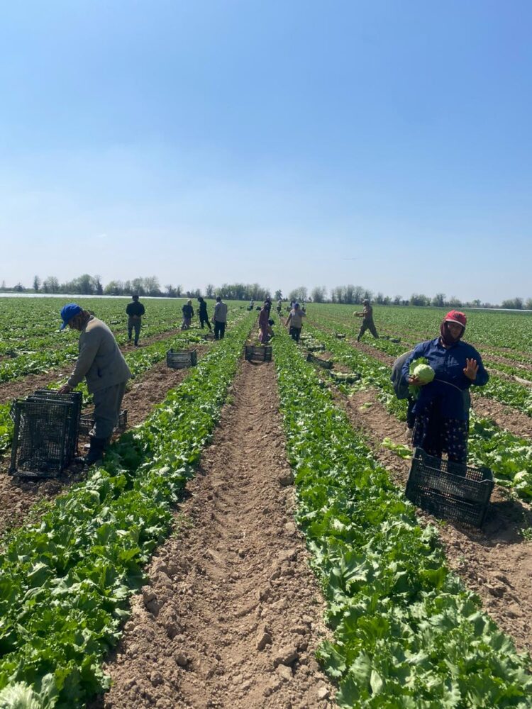 МАҚТААРАЛДЫҚ ДИҚАНДАР ҚЫРЫҚҚАБАТТЫҢ АЛҒАШҚЫ ӨНІМІН ЭКСПОРТҚА ШЫҒАРА БАСТАДЫ