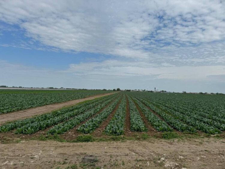 ӨЗБЕКСТАНМЕН СУ БЕРУ ТУРАЛЫ КЕЛІСІМ: ТҮРКІСТАН ОБЛЫСЫНЫҢ ДИХАНДАРЫ АЛҒАШҚЫ ӨНІМДЕРІН ЖИНАДЫ