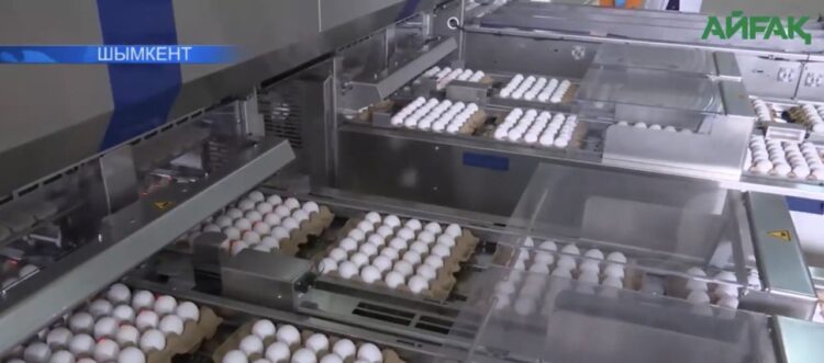 ҚҰС ФАБРИКАСЫНЫҢ ҚАТАРЫ ТОЛЫҚТЫ