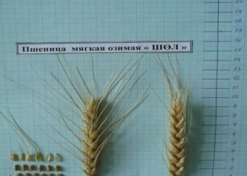 ҚАЗАҚСТАНДЫҚ ҒАЛЫМДАР АЯЗҒА ТӨЗІМДІ КҮЗДІК БИДАЙ СОРТЫН ШЫҒАРДЫ