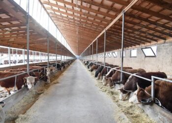 ІРІ ЖӘНЕ ҰСАҚ МАЛДАН СЫНАМА АЛЫНДЫ