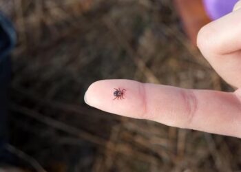 25 МЫҢНАН АСТАМ ҚАЗАҚСТАНДЫҚ КЕНЕ ЭНЦЕФАЛИТІНЕ ҚАРСЫ ЖОСПАРЛЫ ВАКЦИНАЦИЯЛАУДАН ӨТТІ