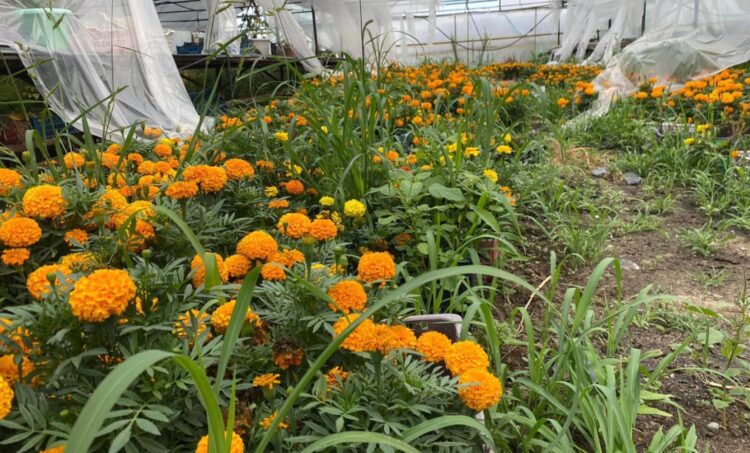 КӘСІПКЕРЛІКТІ ДАМЫТУ — ЕЛДІҢ ӨРКЕНДЕУІ