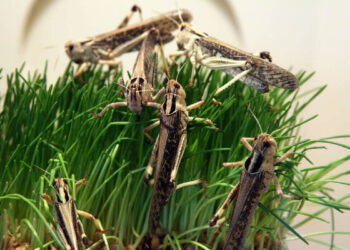 РЕСЕЙМЕН ШЕКАРАЛАС АУМАҚТАРДА ШЕГІРТКЕНІҢ ТАРАЛУЫНА БАЙЛАНЫСТЫ ЖАҒДАЙ ТҰРАҚТАНДЫ