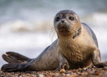 ҚАЗАҚСТАНДА ҒЫЛЫМИ ЗЕРТТЕУЛЕР ҮШІН 156 КАСПИЙ ИТБАЛЫҚТАРЫ АЛЫНАДЫ