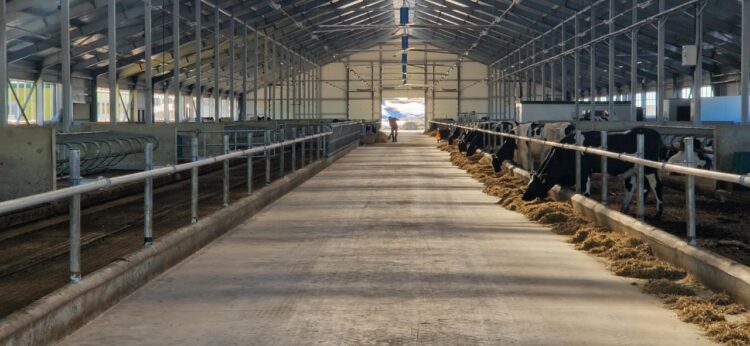 СОЛТҮСТІК ҚАЗАҚСТАН ОБЛЫСЫНДА ҚУАТТЫЛЫҒЫ ЖЫЛЫНА 7500 ТОННА СҮТ БОЛАТЫН СТФ ПАЙДАЛАНУҒА БЕРІЛДІ