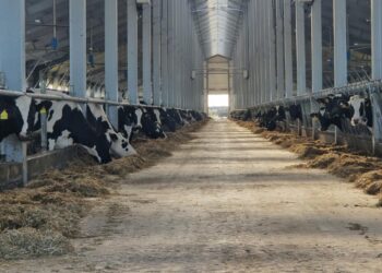 СОЛТҮСТІК ҚАЗАҚСТАН ОБЛЫСЫНДА ҚУАТТЫЛЫҒЫ ЖЫЛЫНА 7500 ТОННА СҮТ БОЛАТЫН СТФ ПАЙДАЛАНУҒА БЕРІЛДІ