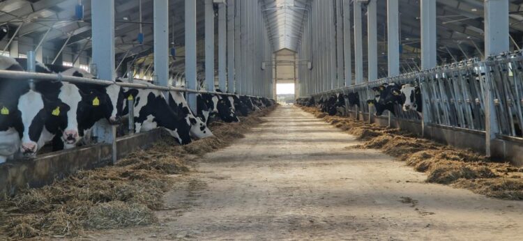 СОЛТҮСТІК ҚАЗАҚСТАН ОБЛЫСЫНДА ҚУАТТЫЛЫҒЫ ЖЫЛЫНА 7500 ТОННА СҮТ БОЛАТЫН СТФ ПАЙДАЛАНУҒА БЕРІЛДІ