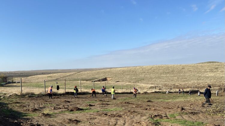 3000 ТҮП АҒАШ ОТЫРҒЫЗЫЛДЫ