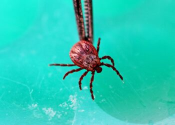 ҚАПТАҒАН КЕНЕДЕН АБАЙ БОЛЫҢЫЗ!