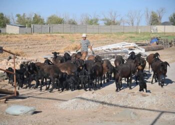 АУЫЛ ШАРУАШЫЛЫҒЫ САНАҒЫ БАСТАЛДЫ