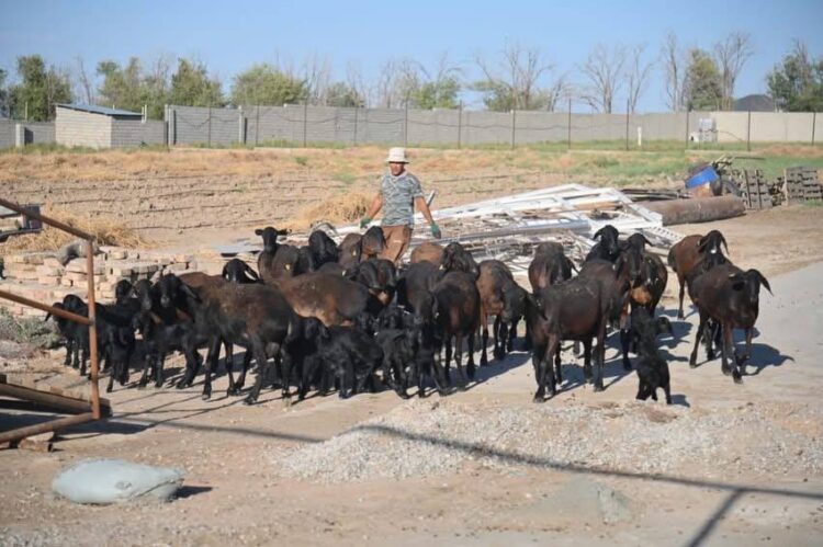 АУЫЛ ШАРУАШЫЛЫҒЫ САНАҒЫ БАСТАЛДЫ